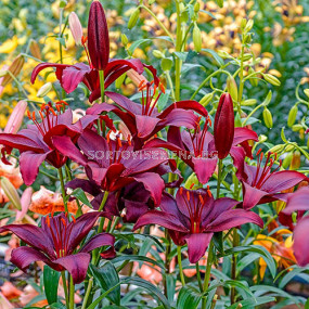  Лилиум азиатски Мапира / Lilium asiatic Mapira / 1 бр