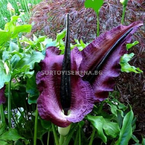 Драконовски арум /Dracunculus vulgaris/ 