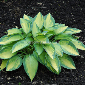 Хоста / Hosta June / 1 бр 