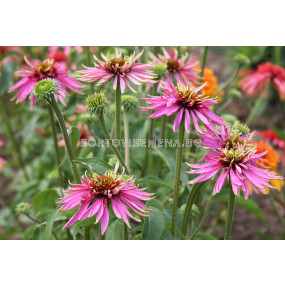 Ехинацея /  Echinacea Indiaca / 1 бр				