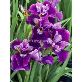 Ирис кичест лилаво с бяло / iris germanica lady vanessa / 1 оп