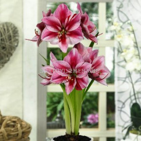 Амарилис (Amaryllis) Gervase