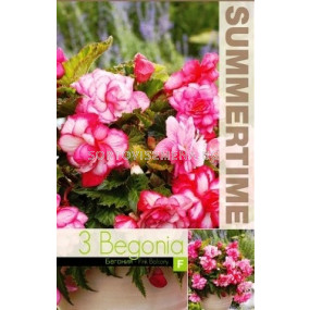Бегония (Begonia) Pink Balcony - (1 оп - 3 луковици)