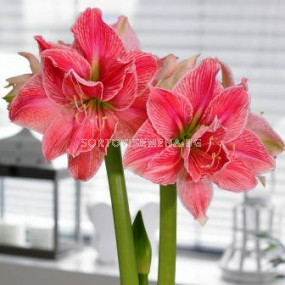 Амарилис (Amaryllis) Double Sweet Nymph 24/26