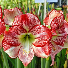 Амарилис (Amaryllis) Flamenco Queen 24/26