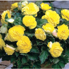 Бегония (Begonia) Double Yellow 5/6