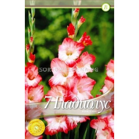 Гладиол Pink Lady