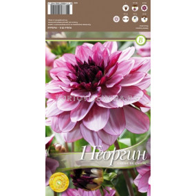 далия Creme de Cassis 