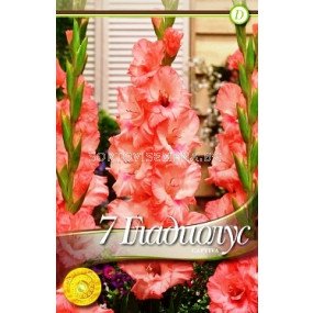 Гладиол Captiva