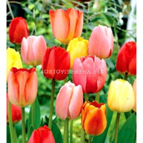лалета Longstemmed Tulips Mixed 