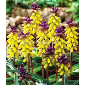 Мускари (Muscari) Golden Fragrance - 1бр