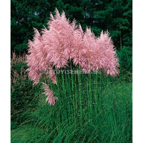 Пампаска трева розова / cortaderia selloana rosea / 1 бр саксия разсад