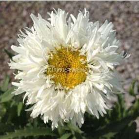 Маргаритки / Leucanthemum Double White / 1 бр