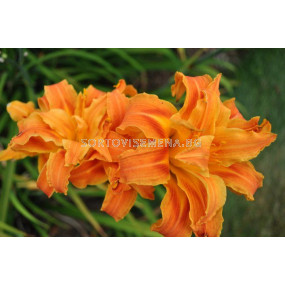 Хемерокалис двоен оранж / Hemerocallis Double orange / 1 бр