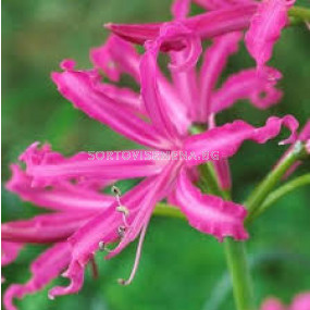 Нерине циклама /Nerine bowdenii /- 1 бр