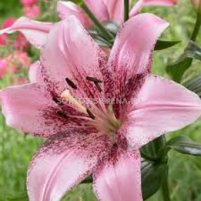 Лилиум - Lilium la-hybrids 'Cogoleto' - 1 бр