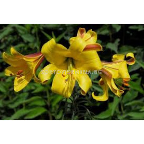 Лилиум - Lilium 'Golden Splendour' - 1 бр