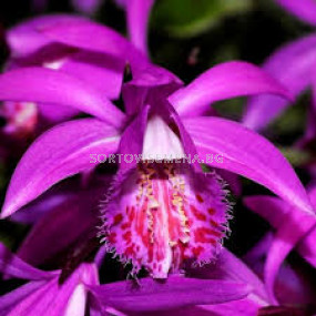 Земна орхидея / Pleione tongariro / 1 бр