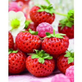 Ягоди / Fragaria Ananassa Raspy Strawberry / 1 оп- 2 корена