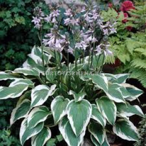 Хоста - Hosta Antioch - 1 бр 