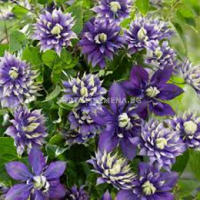 Клематис - Clematis Taiga - 1 бр