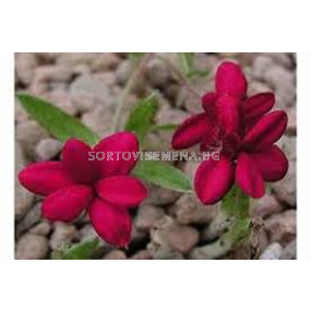 Родохипопсис червен  /Rhodohypoxis baurii red / 1 бр