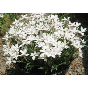 Родохипопсис бял  / Rhodohypoxis baurii white / 1 бр