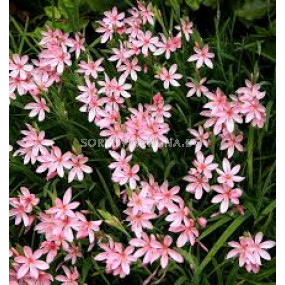 Шизостилис / Schizostylis coccinea 'Rosea' / 1 бр