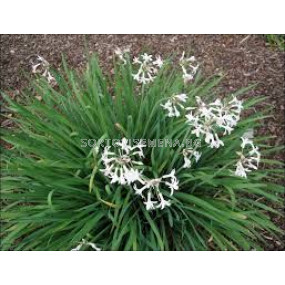 Тулбагрия бяла / Tulbaghia violacea 'Alba' / 1 бр