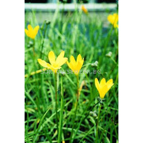 Зефирантес  жълт - Zephyranthus citrina - 1 бр