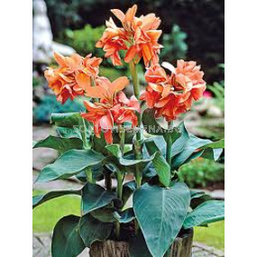 Канна Сламон Бюти /Canna 'Salmon Beauty'/ 1 бр