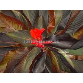 Канна с кафяви листа- червена /Canna brownleaved red/- 1 бр
