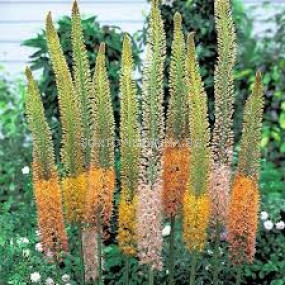 Еремурус Стенофилус /Eremurus stenophyllus/ - 1 брой