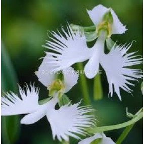 Орхидея /Habenaria variegata/ 1 бр