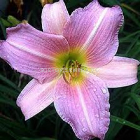 Хемерокалис Hemerocallis 'Catherine Woodbury' 1 бр