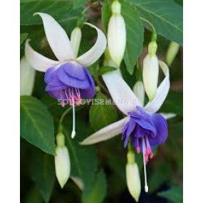 Фуксия - Fuchsia Delta Sarah - 1 бр