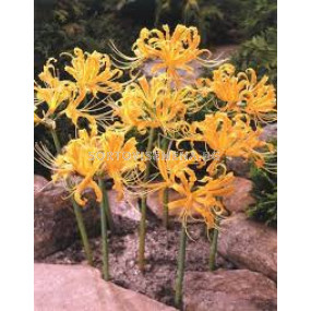 Паякова лилия /Lycoris aurea/- 1 бр