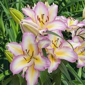 Лилиум - Lilium oriental 'Captain Tricolore' - 1 бр