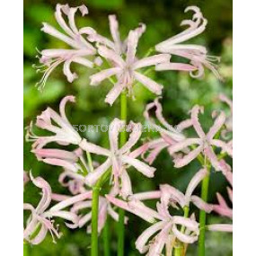 Нерине бледо розово /Nerine 'Albivetta'/- 1бр 