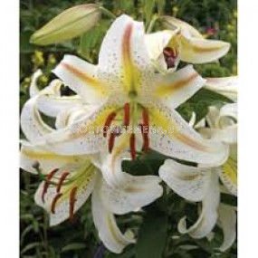 Лилиум - Lilium oriental 'Garden Party' - 1 бр