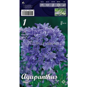 Агапантус Син -  Agapanthus Blue