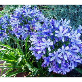 Агапантус Син 'KB