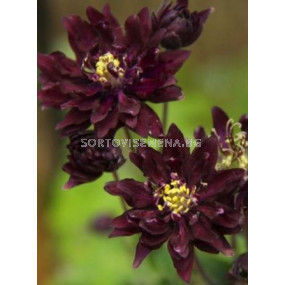 Аквилегия Черна кичеста - Aquilegia black