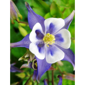 Аквилегия синя - Aquilegia blue