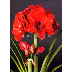 Амарилис (Amaryllis) Double Cheerry Nymph