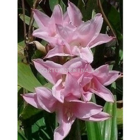 Амаркринум crinodonna howardii