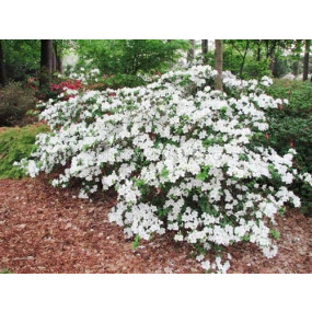 Азалия- бяла - Azalea Japonica White 	