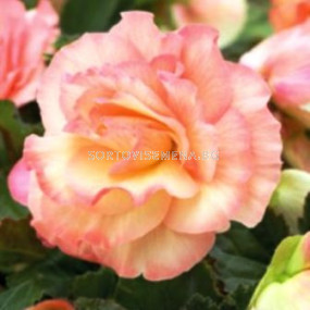 Бегония (Begonia) Picote Pastel Salmon