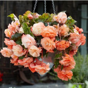 Бегония 5/6+(Begonia) Splendide Apricot 