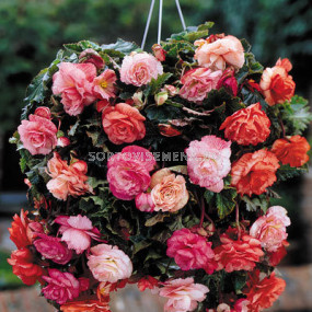 Бегония 5/6+ (Begonia) Splendide Mixed